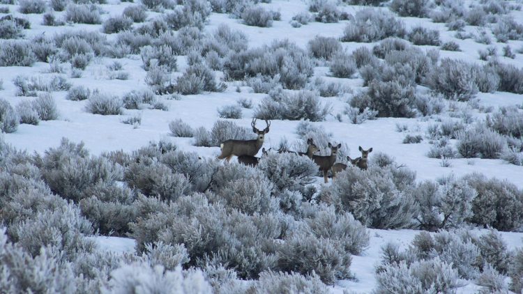 A Former Navy SEAL Tells Us How He Helped His Son Successfully Take His First Deer