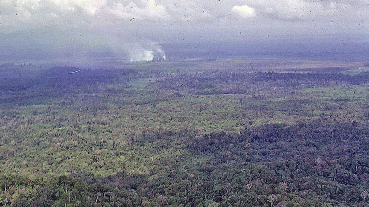 A Night in the Jungle