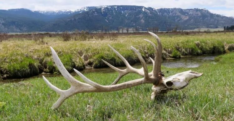 Montana Guardsman’s Airborne Antler Heist Gets Them in Hot Water