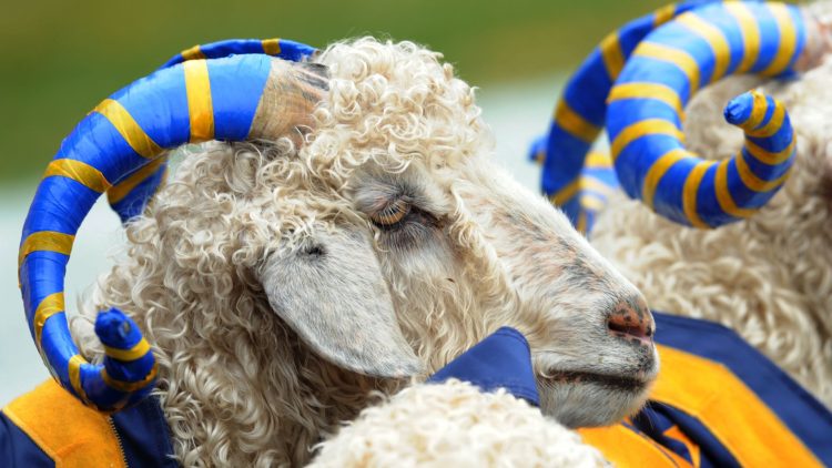 The Great Goat Heist: Inside the Navy’s Mascot Snatch