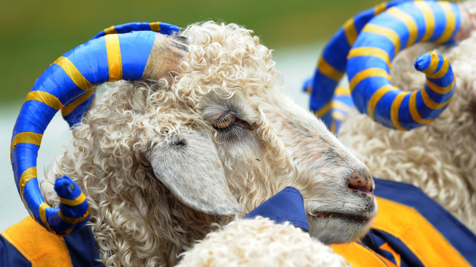 Naval Academy mascots