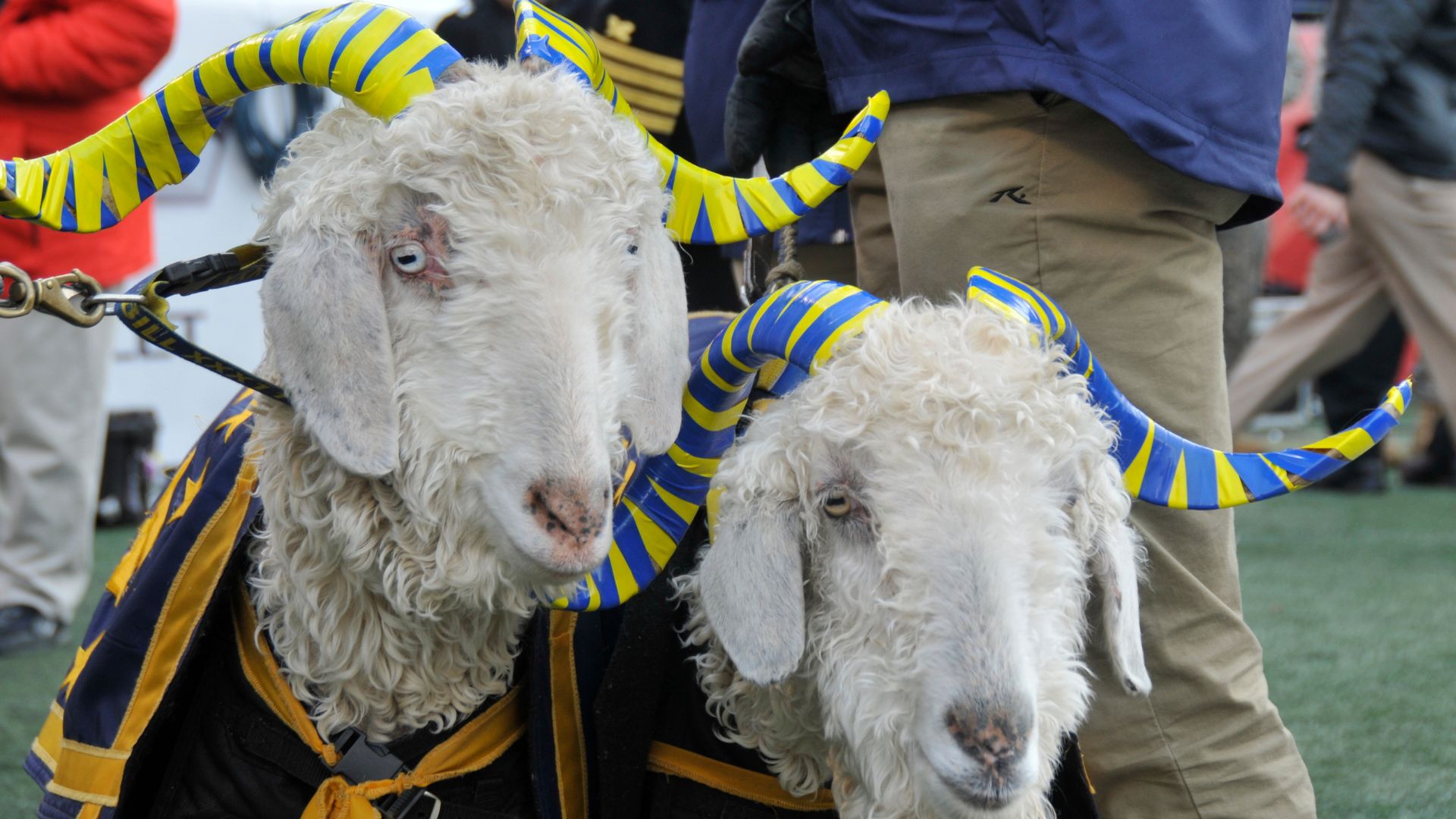 Navy goats