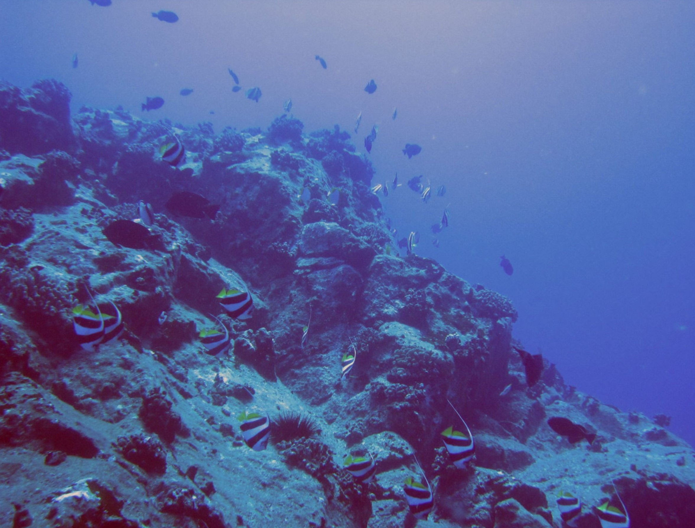 70 feet down off the coast of Ka'ula