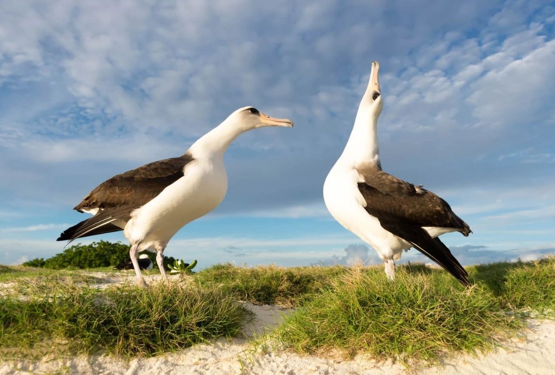 Laysan Albatross