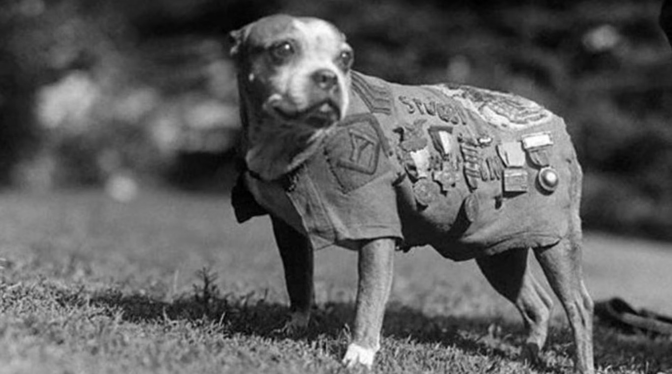 SGT Stubby