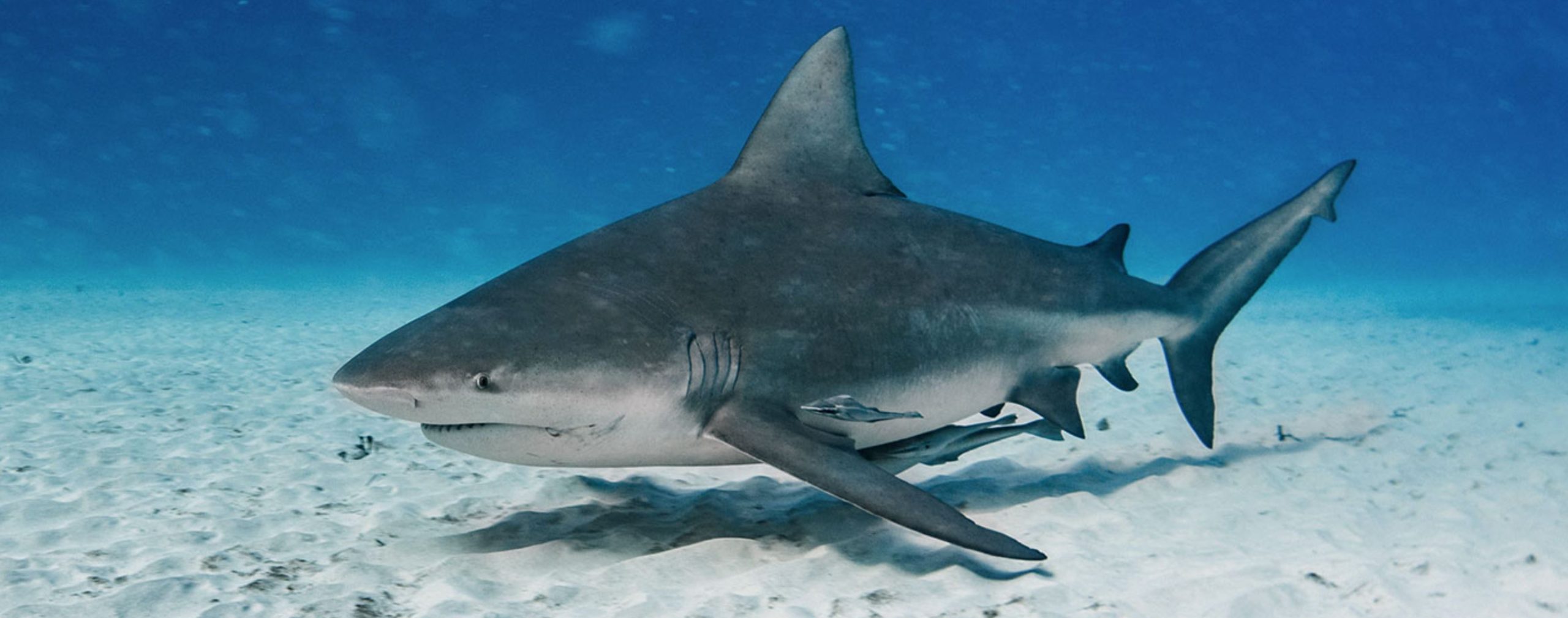 Bull Shark