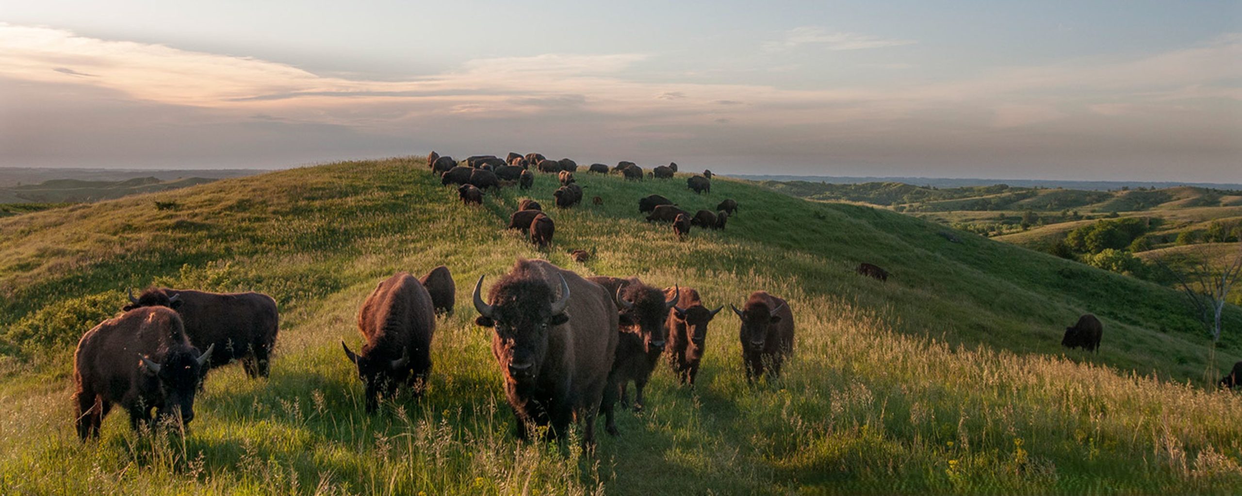 Grazing Buffalos