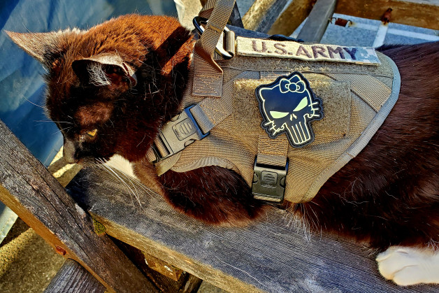 Missy Was My Emotional Support Animal Before I Knew What That Meant