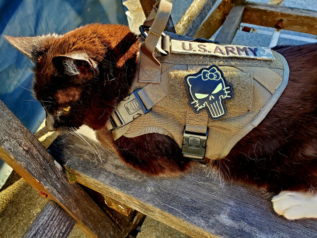 Missy Was My Emotional Support Animal Before I Knew What That Meant