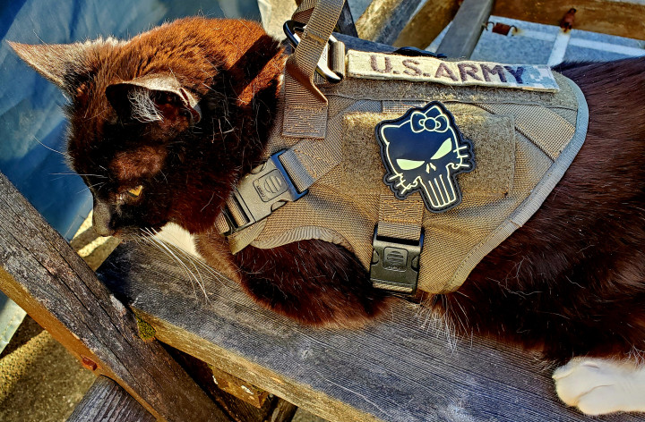 Missy Was My Emotional Support Animal Before I Knew What That Meant