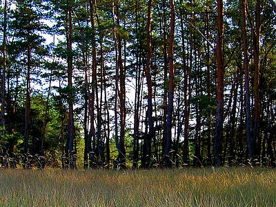 Serebriansky Forest before