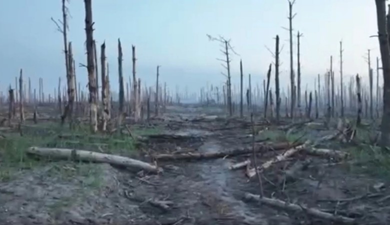 Serebriansky Forest now